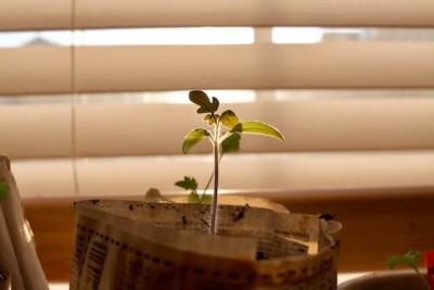 Empowering Success: Crafting and Harnessing Daily Mantras for Personal Growth